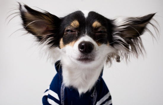 Trzy długowłosy szczenięta chihuahua