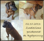 znaleziono posokowca