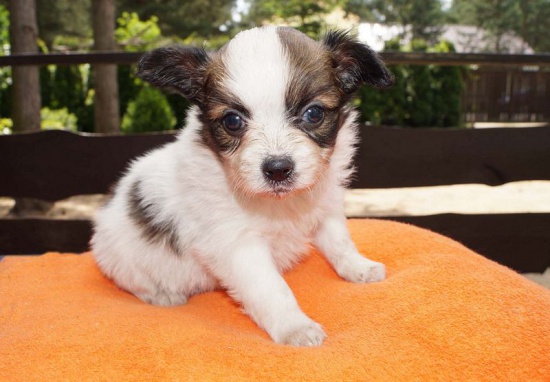 PAPILLON * spaniel kontynentalny *szczenięta z rodowodem ZkwP FCI