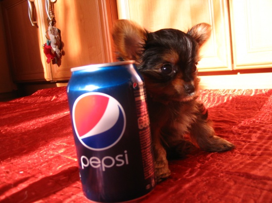 Yorkshire terrier cudne szczenięta