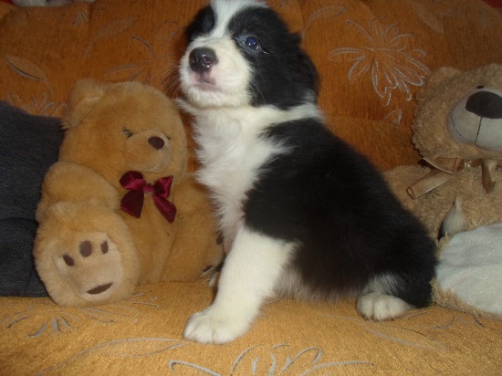 Border Collie