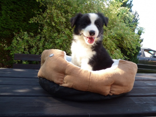 Border Collie